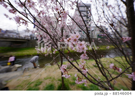 桜　2022年4月 88546004