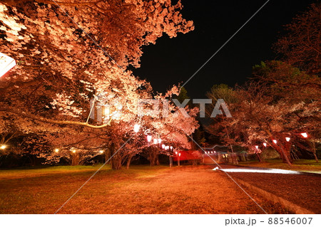 桜 2022年4月 桜 2022年4月 88546007