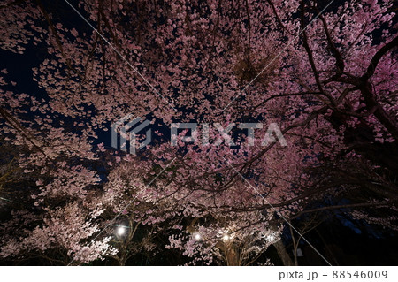 桜 2022年4月 桜 2022年4月 88546009