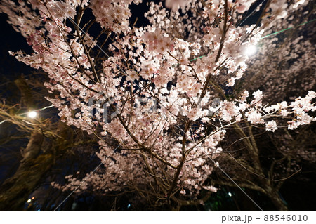 桜　2022年4月 88546010