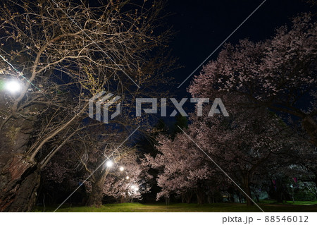 桜 2022年4月 桜 2022年4月 88546012
