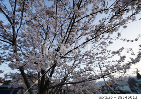 桜 2022年4月 桜 2022年4月 88546013