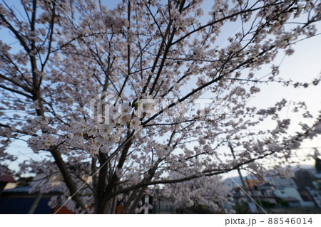 桜 2022年4月 桜 2022年4月 88546014