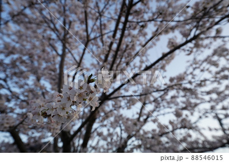 桜 2022年4月 桜 2022年4月 88546015