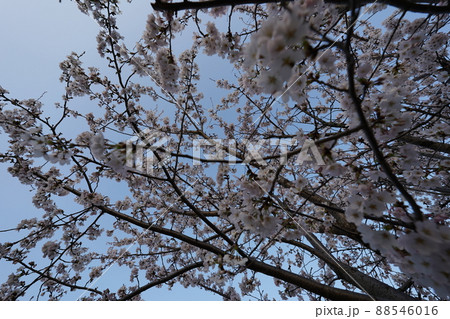桜　2022年4月 88546016
