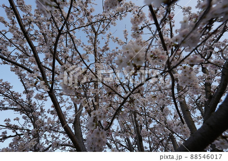 桜　2022年4月 88546017