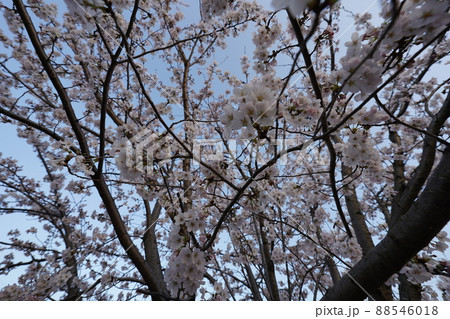 桜　2022年4月 88546018
