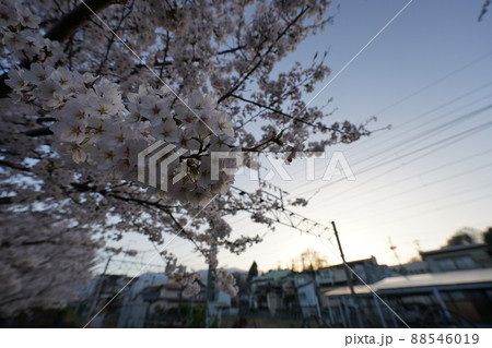桜　2022年4月 88546019