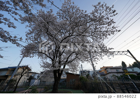 桜 2022年4月 桜 2022年4月 88546022