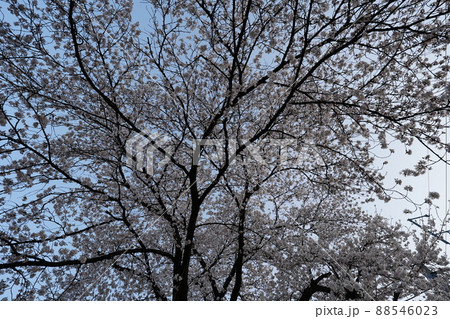 桜 2022年4月 桜 2022年4月 88546023