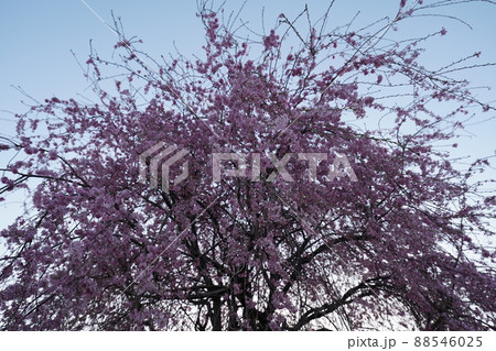 桜 2022年4月 桜 2022年4月 88546025