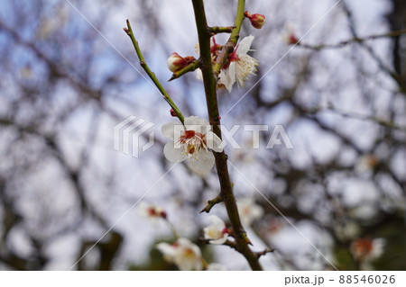 桜　2022年4月 88546026