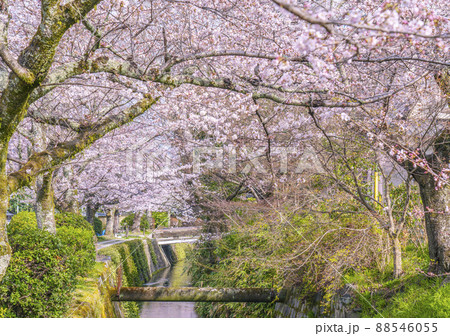 満開の桜　京都「哲学の道」　朝 88546055