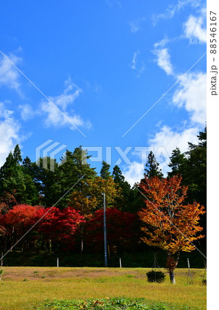紅葉に染まる眺海の森 紅葉に染まる眺海の森 88546167