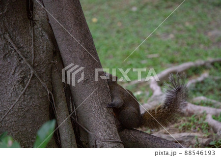 自由に駆け回る野生の台湾リス 88546193