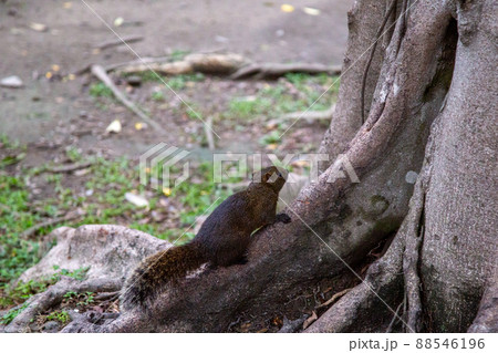 自由に駆け回る野生の台湾リス 88546196