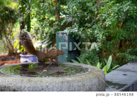 自由に駆け回る野生の台湾リス 88546198