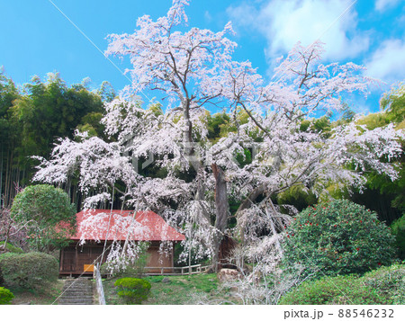 一本桜 - 雪村庵の雪村桜 （2021年） 88546232
