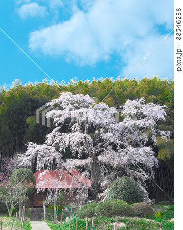 一本桜 - 雪村庵の雪村桜 (2021年) 一本桜 - 雪村庵の雪村桜 (2021年) 88546238