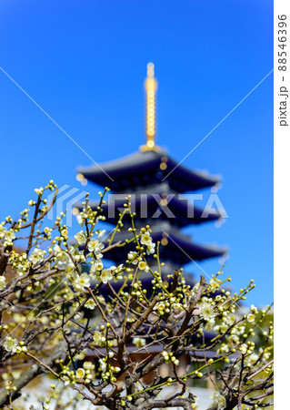梅の花の開花と五重塔、宝塚中山梅林、日本 88546396