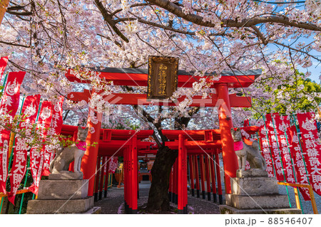 春の和徳稲荷社、満開の桜〈愛知県名古屋市〉 88546407