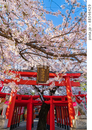 春の和徳稲荷社、満開の桜〈愛知県名古屋市〉 春の和徳稲荷社、満開の桜〈愛知県名古屋市〉 88546429