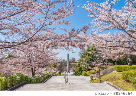 春の平和公園、満開の桜〈愛知県名古屋市〉 春の平和公園、満開の桜〈愛知県名古屋市〉 88546564