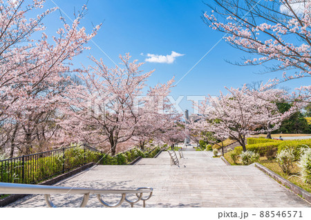 春の平和公園、満開の桜〈愛知県名古屋市〉 88546571