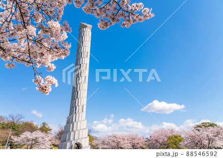 春の平和公園、満開の桜〈愛知県名古屋市〉 春の平和公園、満開の桜〈愛知県名古屋市〉 88546592