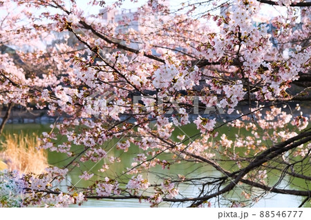 桜 花 花びら 88546777