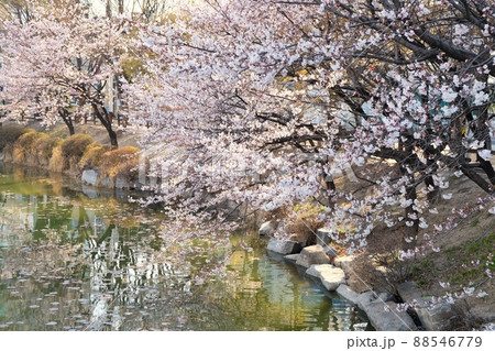 桜 春 花 88546779