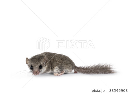 African dormouse on white background African dormouse on white background 88546908