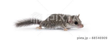 African dormouse on white background African dormouse on white background 88546909