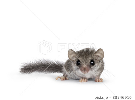 African dormouse on white background 88546910