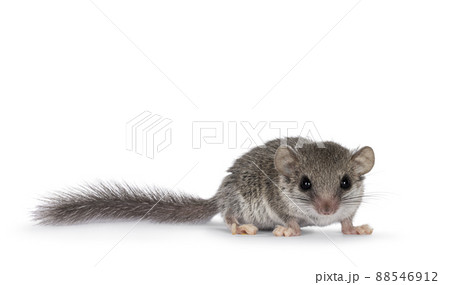 African dormouse on white background African dormouse on white background 88546912
