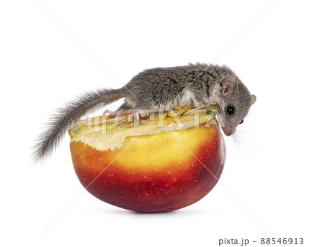 African dormouse on white background African dormouse on white background 88546913