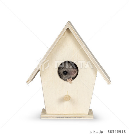 African dormouse on white background 88546918