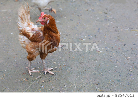 The Rhode Island red hen is stay and relax in asia farm garden 88547013