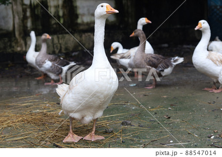 The group goose eatting food in garden at thailand 88547014