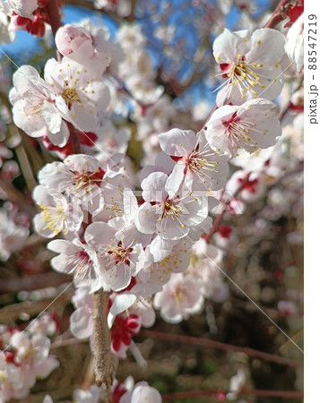 満開の花たち。美しい春の訪れ 88547219