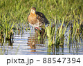 Black-tailed Godwit (Limosa limosa) - Eemnes, the Netherlands 88547394