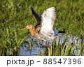 Black-tailed Godwit (Limosa limosa) - Eemnes, the Netherlands 88547396