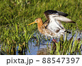 Black-tailed Godwit (Limosa limosa) - Eemnes, the Netherlands 88547397