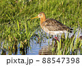 Black-tailed Godwit (Limosa limosa) - Eemnes, the Netherlands 88547398