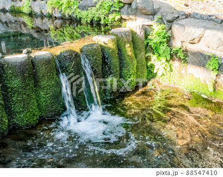 春のお鷹の道の景色　清らかな湧水の流れ 88547410