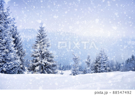 Fairy winter landscape with fir trees Fairy winter landscape with fir trees 88547492