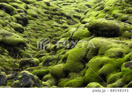 Eldhraun lava field in Iceland 88548345