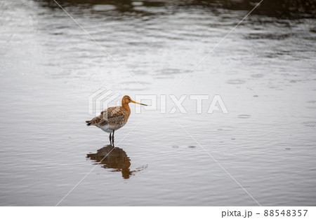 Black tailed Godwit bird in the wild, Iceland Black tailed Godwit bird in the wild, Iceland 88548357