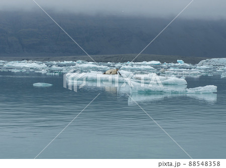 Seal relaxing on a floating iceberg in Jokulsarlon, Iceland 88548358