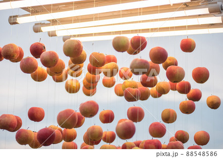 Apples hanging on string 88548586